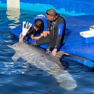 Dolphin spirometry oceanografica valencia